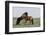 Wild Horse-null-Framed Photographic Print