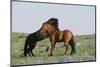 Wild Horse-null-Mounted Photographic Print