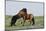 Wild Horse-null-Mounted Photographic Print