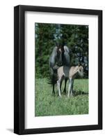 Wild Horse-null-Framed Photographic Print