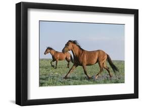 Wild Horse-null-Framed Photographic Print