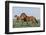 Wild Horse-null-Framed Photographic Print