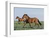 Wild Horse-null-Framed Photographic Print