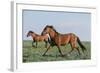 Wild Horse-null-Framed Photographic Print