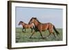 Wild Horse-null-Framed Photographic Print