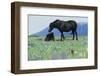 Wild Horse-null-Framed Photographic Print