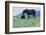 Wild Horse-null-Framed Photographic Print