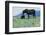 Wild Horse-null-Framed Photographic Print