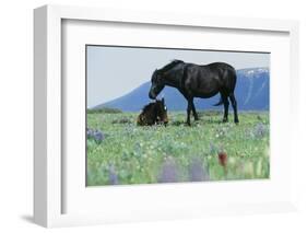 Wild Horse-null-Framed Photographic Print