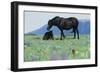 Wild Horse-null-Framed Photographic Print