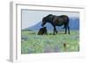 Wild Horse-null-Framed Photographic Print