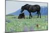 Wild Horse-null-Mounted Photographic Print