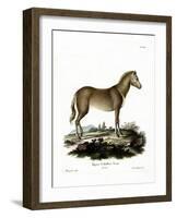 Wild Horse-null-Framed Giclee Print