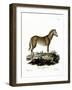 Wild Horse-null-Framed Giclee Print