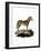 Wild Horse-null-Framed Giclee Print