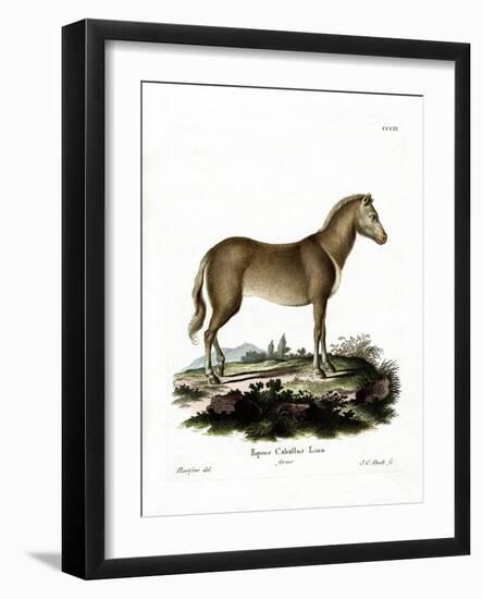 Wild Horse-null-Framed Giclee Print