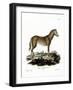 Wild Horse-null-Framed Giclee Print