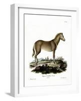 Wild Horse-null-Framed Giclee Print