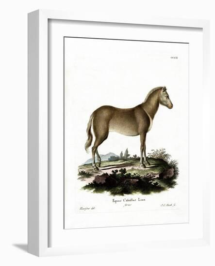 Wild Horse-null-Framed Giclee Print