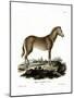 Wild Horse-null-Mounted Giclee Print