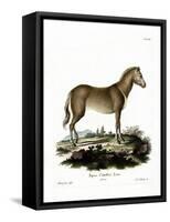 Wild Horse-null-Framed Stretched Canvas