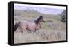 Wild Horses 11-Gordon Semmens-Framed Stretched Canvas