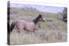 Wild Horses 11-Gordon Semmens-Stretched Canvas