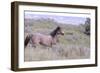 Wild Horses 11-Gordon Semmens-Framed Photographic Print