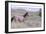 Wild Horses 11-Gordon Semmens-Framed Photographic Print