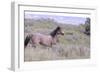 Wild Horses 11-Gordon Semmens-Framed Photographic Print