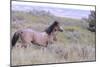 Wild Horses 11-Gordon Semmens-Mounted Photographic Print