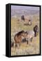 Wild Horses 13-Gordon Semmens-Framed Stretched Canvas