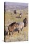 Wild Horses 13-Gordon Semmens-Stretched Canvas