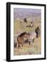 Wild Horses 13-Gordon Semmens-Framed Photographic Print