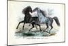 Wild Horses, 1863-79-Raimundo Petraroja-Mounted Giclee Print