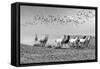 Wild Horses 2M-Ata Alishahi-Framed Stretched Canvas