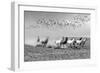 Wild Horses 2M-Ata Alishahi-Framed Giclee Print