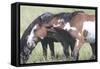 Wild Horses 6-Gordon Semmens-Framed Stretched Canvas