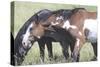 Wild Horses 6-Gordon Semmens-Stretched Canvas