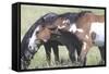 Wild Horses 6-Gordon Semmens-Framed Stretched Canvas