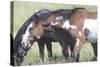 Wild Horses 6-Gordon Semmens-Stretched Canvas