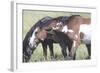 Wild Horses 6-Gordon Semmens-Framed Photographic Print