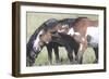 Wild Horses 6-Gordon Semmens-Framed Photographic Print