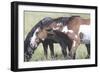 Wild Horses 6-Gordon Semmens-Framed Photographic Print