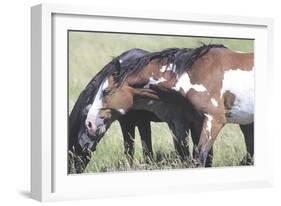 Wild Horses 6-Gordon Semmens-Framed Photographic Print