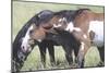 Wild Horses 6-Gordon Semmens-Mounted Photographic Print