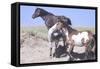 Wild Horses 9-Gordon Semmens-Framed Stretched Canvas