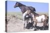 Wild Horses 9-Gordon Semmens-Stretched Canvas