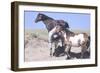 Wild Horses 9-Gordon Semmens-Framed Photographic Print