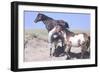 Wild Horses 9-Gordon Semmens-Framed Photographic Print